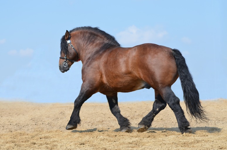 Metabolinen hevonen